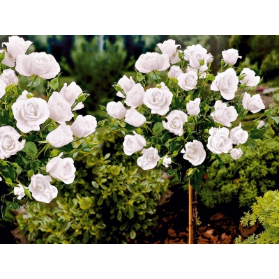 Róża na pniu sztamowa Biała I gatunek 2 oczka